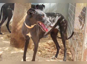 Seniorin Cleo sucht dringend einen warmen Platz vor dem Winter