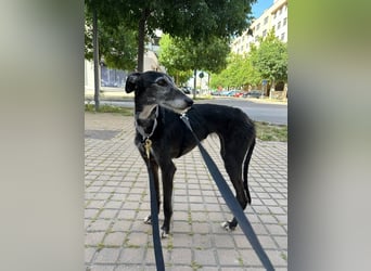 Gina - süße Fusselgalga sucht ihr Zuhause