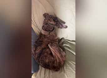Mercedita - Bonsai-Galga sucht ihr Glück