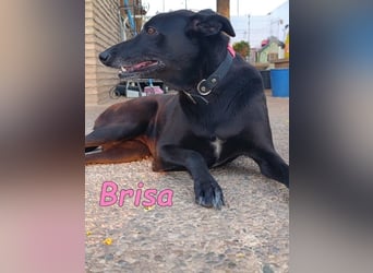 Brisa♥️geb. 05/2019 (ESP) - anhängliche und liebevolle Galgo-Mix Hündin!