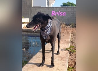 Brisa♥️geb. 05/2019 (ESP) - anhängliche und liebevolle Galgo-Mix Hündin!