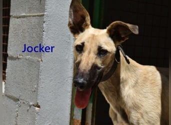 Jocker geb. 12/2025 (ESP) - wunderschöner, freundlicher Galgomischling!