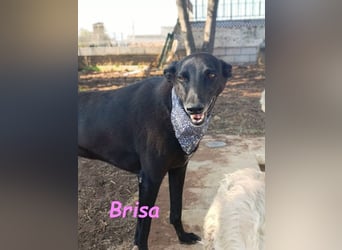 Brisa♥️geb. 05/2019 (ESP) - anhängliche und liebevolle Galgo-Mix Hündin!