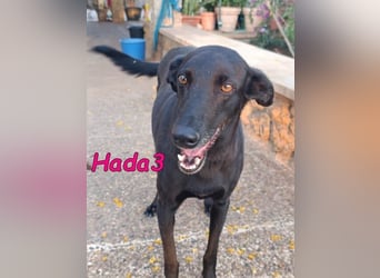 Hada3 geb. 05/2019 (ESP) - zuneigungsvolle und anhängliche Galgo-Mix Hündin!