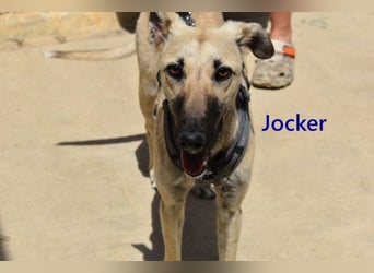 Jocker geb. 12/2025 (ESP) - wunderschöner, freundlicher Galgomischling!