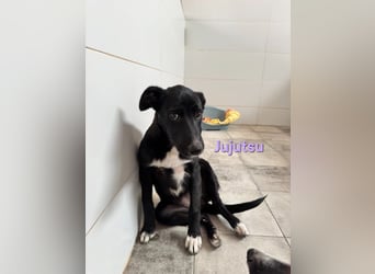 Jujutsu geb. 05/2026 (ESP) - fröhliches, soziales Hundemädchen!