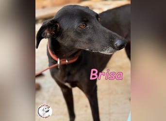 Brisa geb. 05/2019 (ESP) - anhängliche und liebevolle Galgo-Mix Hündin!