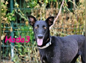 Hada3 geb. 05/2019 (ESP) - zuneigungsvolle und anhängliche Galgo-Mix Hündin!