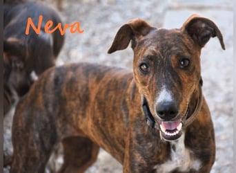 Neva geb. 10/2023 (ESP) - sehr liebes und verschmustes Galgo-Mix Mädchen!
