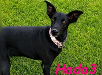 Hada3 geb. 05/2019 (ESP) - zuneigungsvolle und anhängliche Galgo-Mix Hündin!