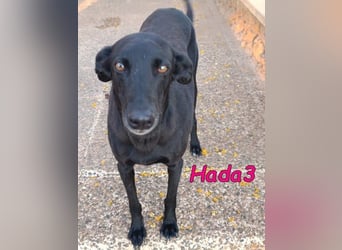 Hada3 geb. 05/2019 (ESP) - zuneigungsvolle und anhängliche Galgo-Mix Hündin!