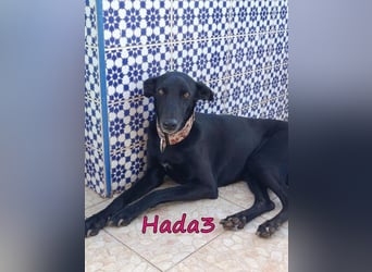 Hada3 geb. 05/2019 (ESP) - zuneigungsvolle und anhängliche Galgo-Mix Hündin!