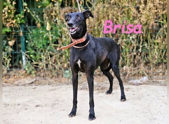 Brisa geb. 05/2019 (ESP) - anhängliche und liebevolle Galgo-Mix Hündin!
