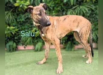 Salu geb. 12/2023 (ESP) - unglaublich liebevoller Galgo-Mix sehnt sich nach einem Zuhause!