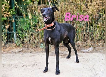 Brisa geb. 05/2019 (ESP) - anhängliche und liebevolle Galgo-Mix Hündin!