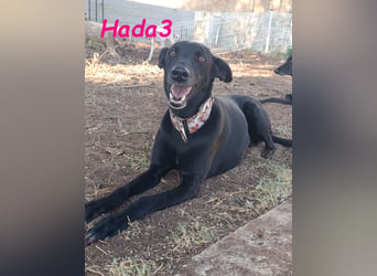 Hada3 geb. 05/2019 (ESP) - zuneigungsvolle und anhängliche Galgo-Mix Hündin!