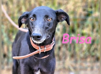 Brisa geb. 05/2019 (ESP) - anhängliche und liebevolle Galgo-Mix Hündin!