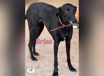 Brisa♥️geb. 05/2019 (ESP) - anhängliche und liebevolle Galgo-Mix Hündin!