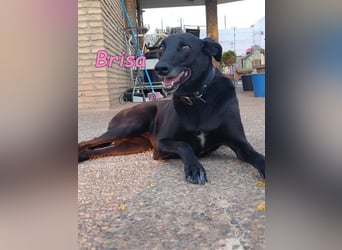 Brisa♥️geb. 05/2019 (ESP) - anhängliche und liebevolle Galgo-Mix Hündin!
