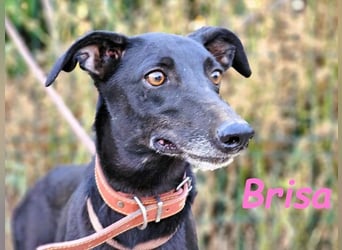 Brisa geb. 05/2019 (ESP) - anhängliche und liebevolle Galgo-Mix Hündin!