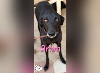 Brisa♥️geb. 05/2019 (ESP) - anhängliche und liebevolle Galgo-Mix Hündin!