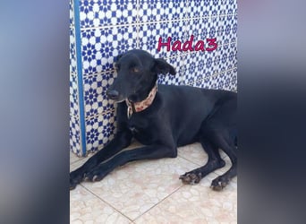 Hada3 geb. 05/2019 (ESP) - zuneigungsvolle und anhängliche Galgo-Mix Hündin!