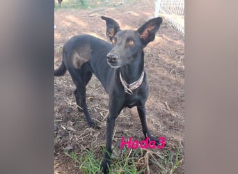 Hada3 geb. 05/2019 (ESP) - zuneigungsvolle und anhängliche Galgo-Mix Hündin!
