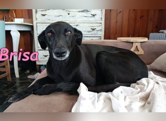 Brisa♥️geb. 05/2019 (ESP) - anhängliche und liebevolle Galgo-Mix Hündin!