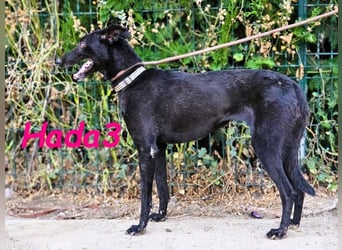 Hada3 geb. 05/2019 (ESP) - zuneigungsvolle und anhängliche Galgo-Mix Hündin!