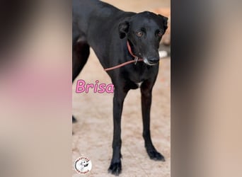 Brisa geb. 05/2019 (ESP) - anhängliche und liebevolle Galgo-Mix Hündin!