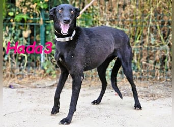 Hada3 geb. 05/2019 (ESP) - zuneigungsvolle und anhängliche Galgo-Mix Hündin!
