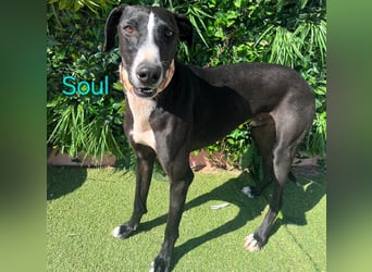 Soul geb. 05/2023 (ESP) - sanfter und liebevoller Galgo-Mix!
