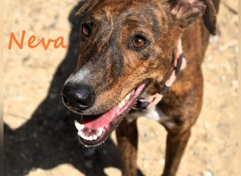 Neva geb. 10/2023 (ESP) - sehr liebes und verschmustes Galgo-Mix Mädchen!