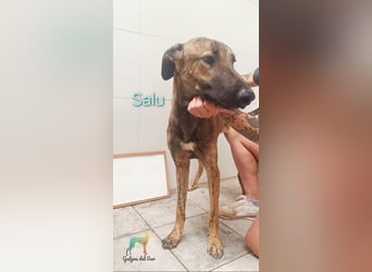 Salu geb. 12/2023 (ESP) - unglaublich liebevoller Galgo-Mix sehnt sich nach einem Zuhause!