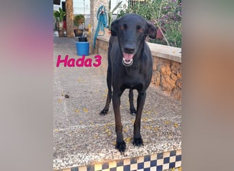 Hada3 geb. 05/2019 (ESP) - zuneigungsvolle und anhängliche Galgo-Mix Hündin!