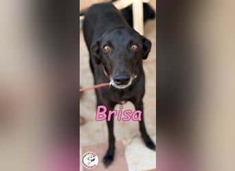 Brisa geb. 05/2019 (ESP) - anhängliche und liebevolle Galgo-Mix Hündin!