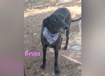 Brisa♥️geb. 05/2019 (ESP) - anhängliche und liebevolle Galgo-Mix Hündin!
