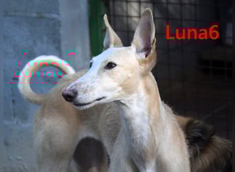 Luna6 geb. 08/2023 (ESP) - menschenbezogene und soziale Galgo Mix Hündin!