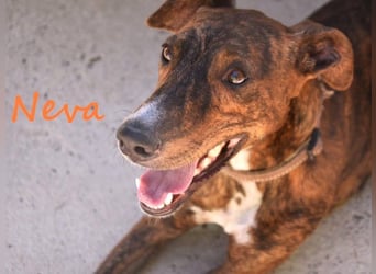Neva geb. 10/2023 (ESP) - sehr liebes und verschmustes Galgo-Mix Mädchen!