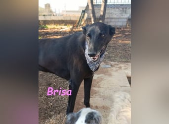 Brisa♥️geb. 05/2019 (ESP) - anhängliche und liebevolle Galgo-Mix Hündin!