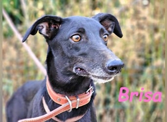 Brisa geb. 05/2019 (ESP) - anhängliche und liebevolle Galgo-Mix Hündin!