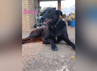 Brisa geb. 05/2019 (ESP) - anhängliche und liebevolle Galgo-Mix Hündin!