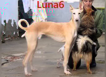 Luna6 geb. 08/2023 (ESP) - menschenbezogene und soziale Galgo Mix Hündin!