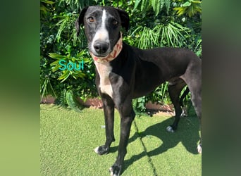Soul geb. 05/2023 (ESP) - sanfter und liebevoller Galgo-Mix!