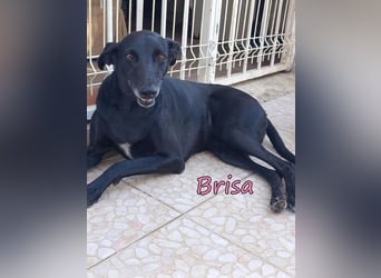 Brisa♥️geb. 05/2019 (ESP) - anhängliche und liebevolle Galgo-Mix Hündin!