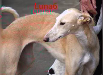 Luna6 geb. 08/2023 (ESP) - menschenbezogene und soziale Galgo Mix Hündin!