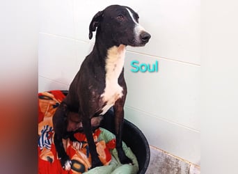 Soul geb. 05/2023 (ESP) - sanfter und liebevoller Galgo-Mix!