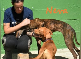 Neva geb. 10/2023 (ESP) - sehr liebes und verschmustes Galgo-Mix Mädchen!