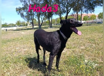 Hada3 geb. 05/2019 (ESP) - zuneigungsvolle und anhängliche Galgo-Mix Hündin!