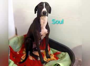 Soul geb. 05/2023 (ESP) - sanfter und liebevoller Galgo-Mix!